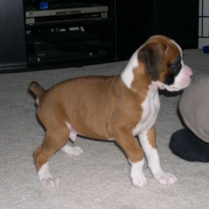 Proud little prancer