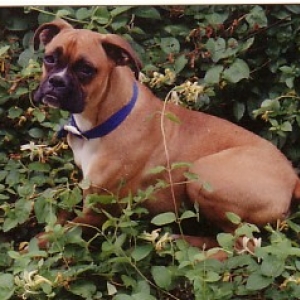 Sadie
