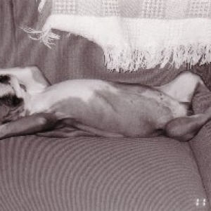 Sugarbear, Life of Riley