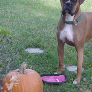 Apollo showing off his Pumkin