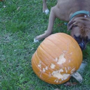 Attacking the Pumpkin