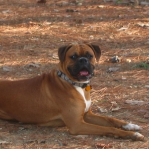 Casey of Albemarle