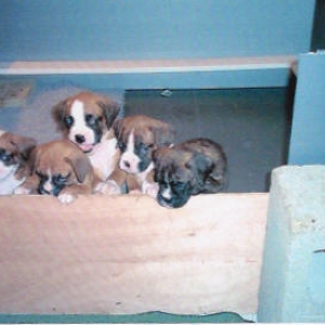 Piper's Litter @ 6 1/2 wks old