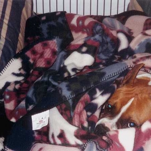 Can you find the boxer in this picture???