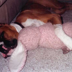 Dont touch my pink bunny!