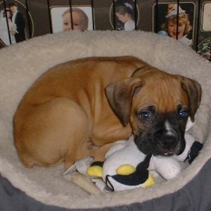 Welcome Kimber