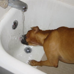 New drinking dish