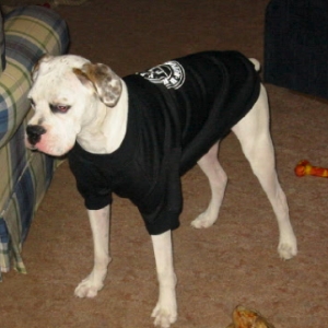 Harshirt