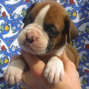 dex@3weeks