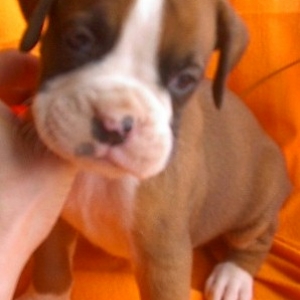 dex@4weeks