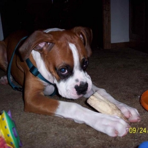Tanner with his chew