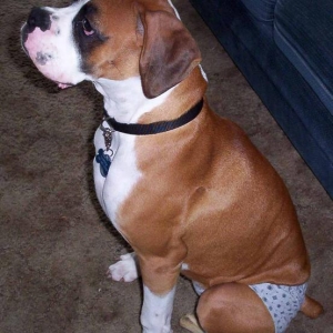 Sit/Stay practice in undies!