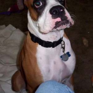 Tanner mastering the sit/stay command