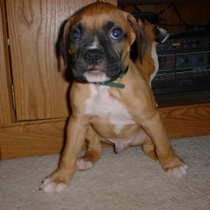 Kimber