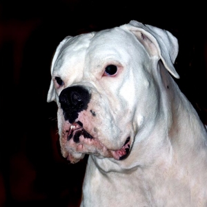 AVRA