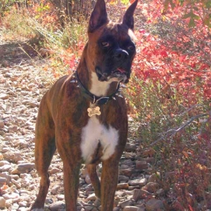 Roxy in the fall leaves