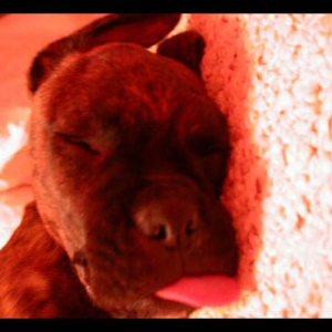 Tongue!