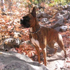 Roxy hears a hiker