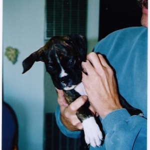 puppy1