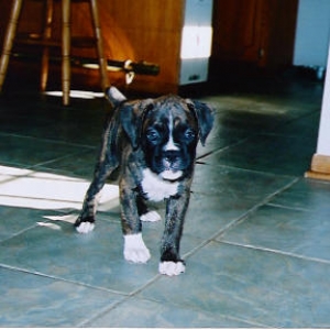 puppy2