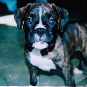 puppy3