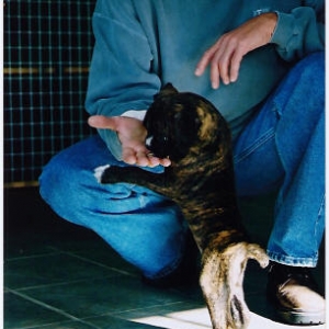 puppy4