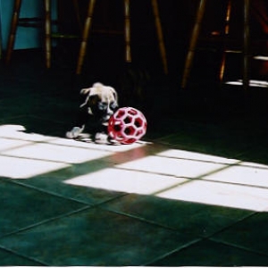 puppy5