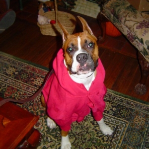 Bear_in_his_new_sweatshirt
