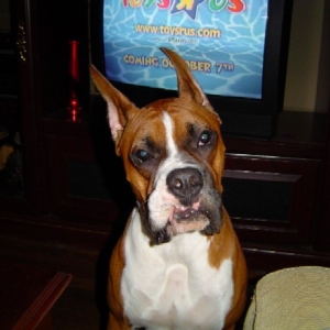 Can we go to the new Toys R Us, pleeeez?