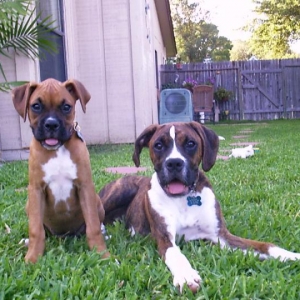 We're going to tear this yard apart!