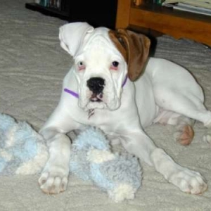 Bongo and his favorite toy!