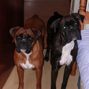 Elsa and Rufus listening to my printer