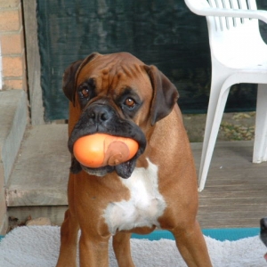 "Bladder" ball anyone?!?