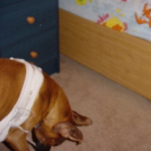 Lingerie Dog