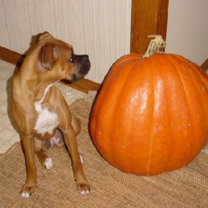 Ella and the Giant Pumpkin