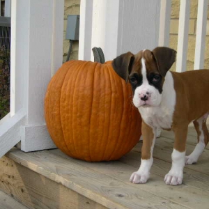 Happy Halloween