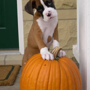 Trick or Treat?!