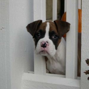 Peek a boo!