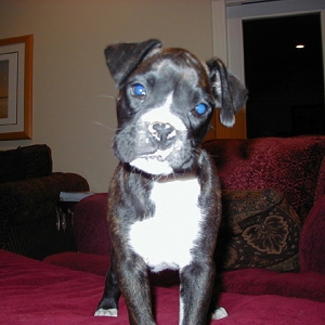 Jake - The New Guy at 8 1/2 weeks