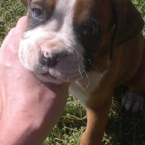 Dexter @ 6 weeks