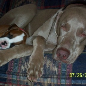 Best pals
