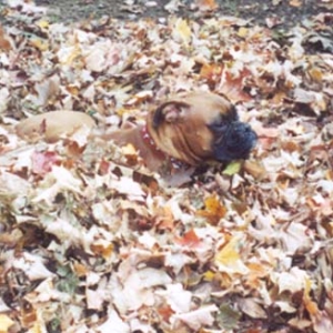 Nessa helping me rake the leaves