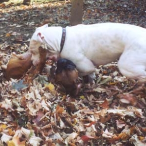 Finn & Nessa playing in the leaves