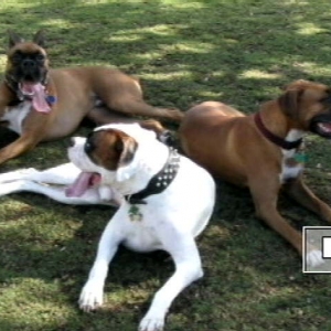 Boo,Domino&Layla