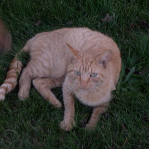 Silly Willy, Rusty's Feline Friend