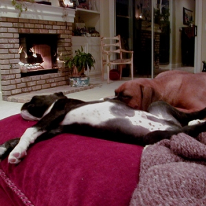 Ahhh....A Boxer's Life