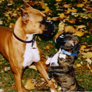 Let's Play, Let's Play!