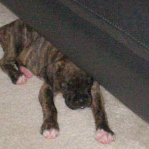 Must hide to sleep