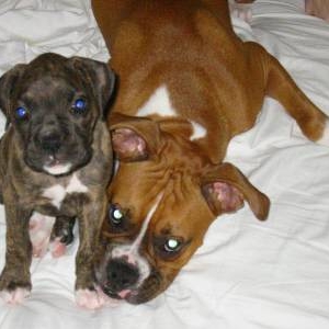 Such Cutties