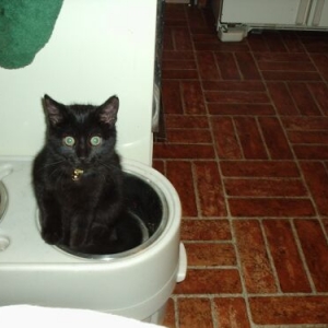 Kitty, It's whats for dinner